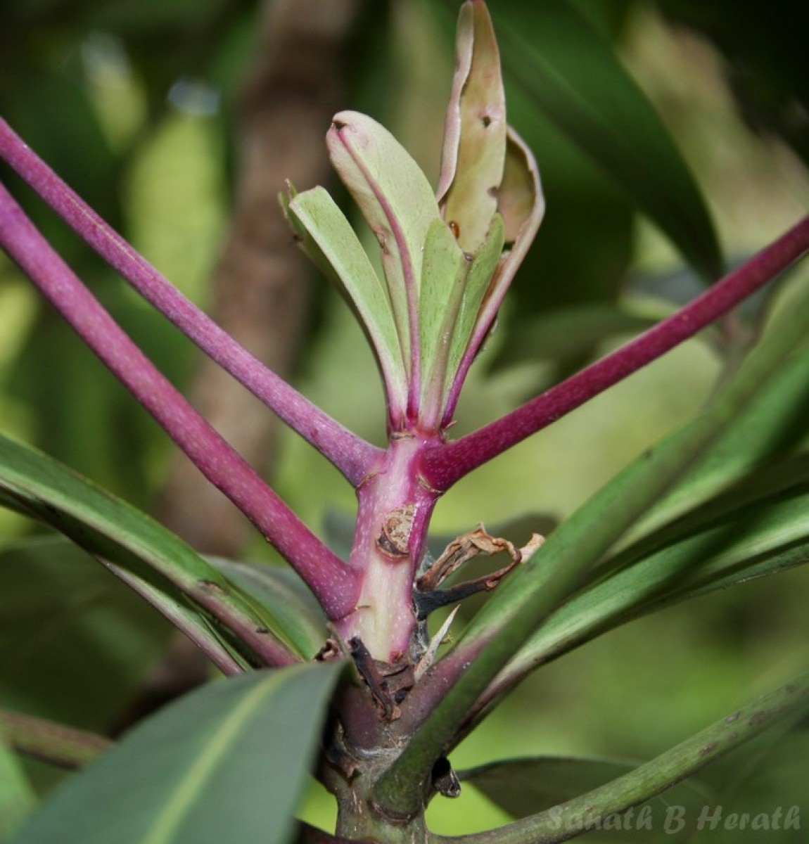 Ardisia rothii A.DC.